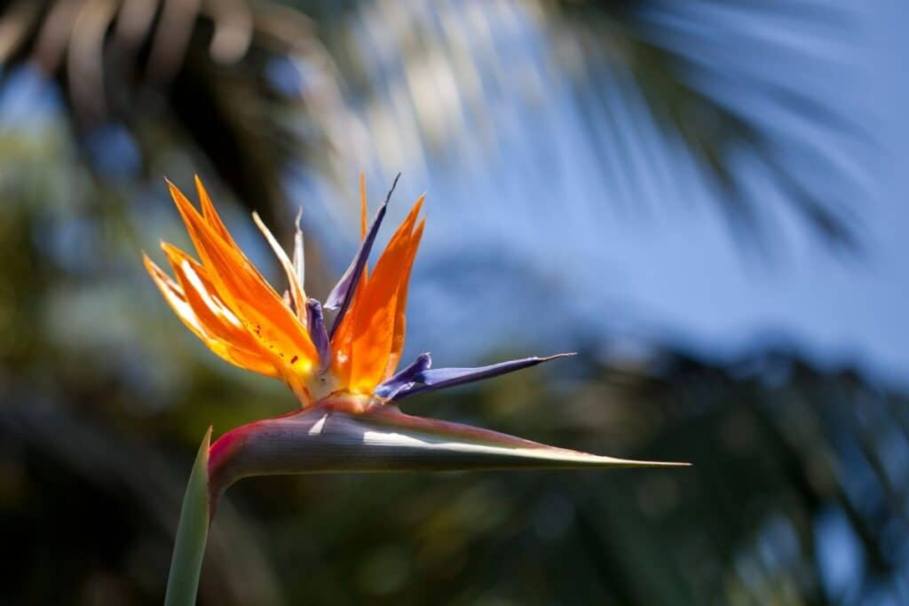 bird of paradise flower meaning