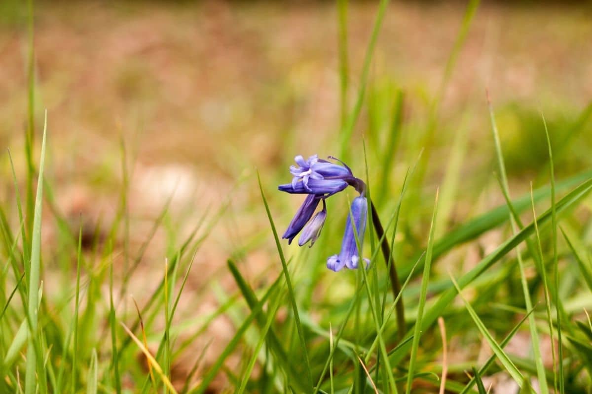 Bluebell Flower Meaning And Surprising