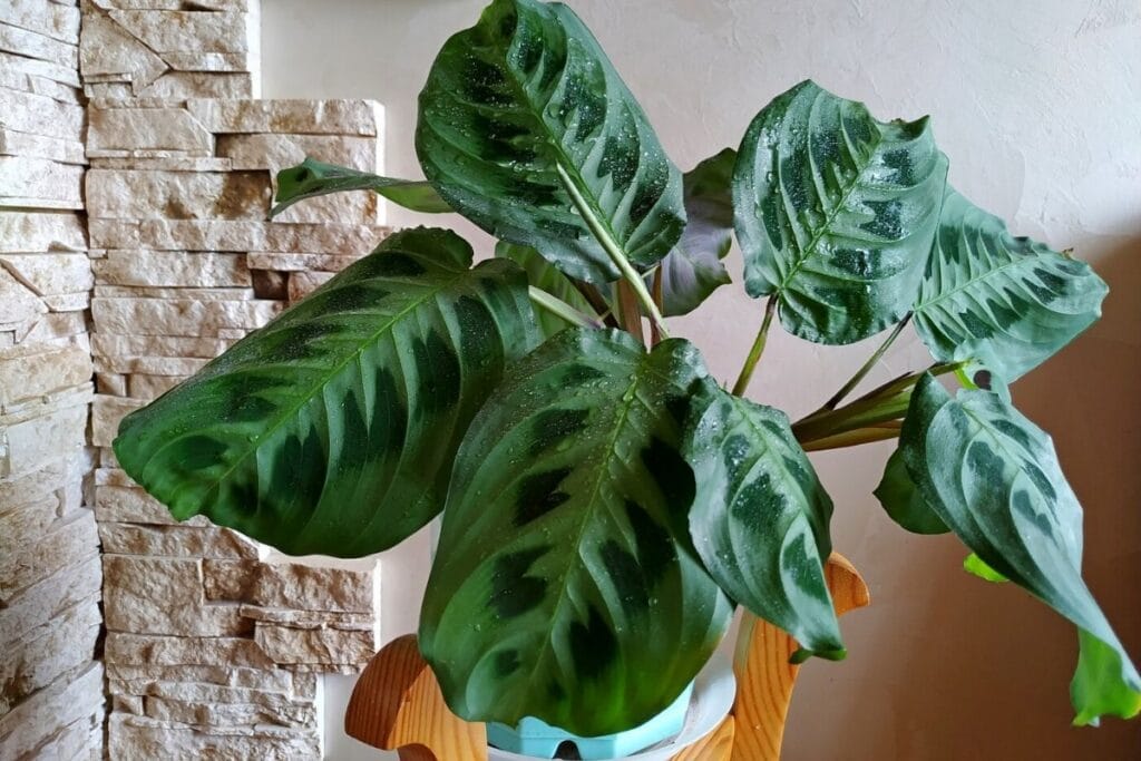 calathea