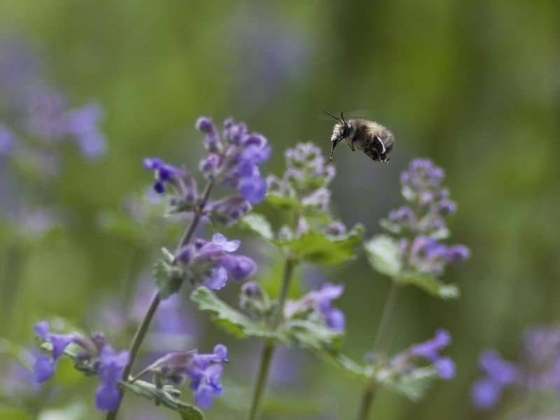 catnip flower