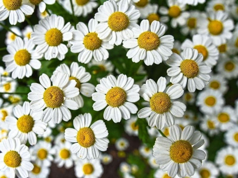 chamomile flower