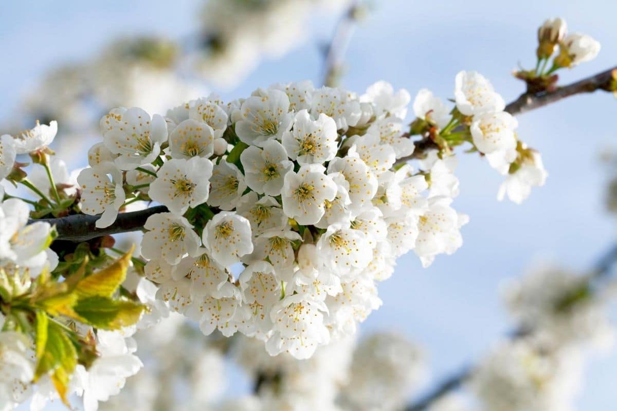 Cherry Blossom Flower Meaning and Pretty Symbolism