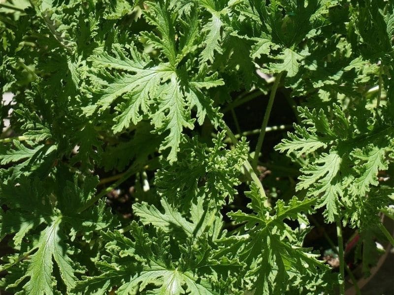 citronella geraniums