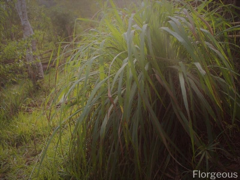 citronella plants