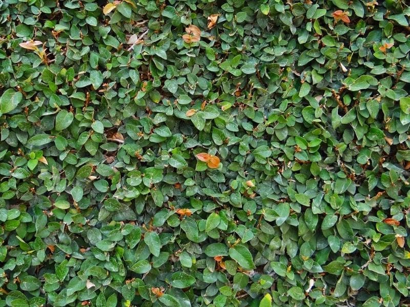 creeping fig