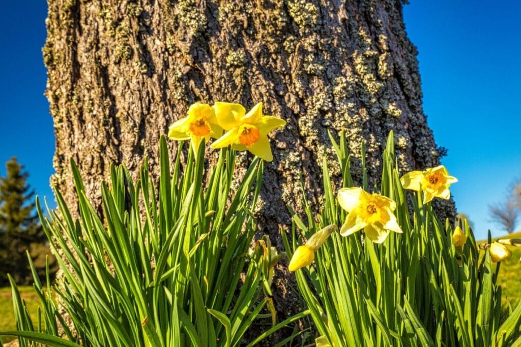 daffodil symbolism