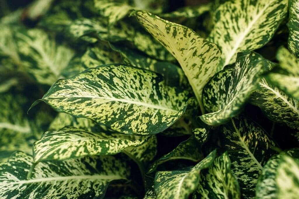 Dieffenbachia Dumb Cane Plant How To Grow And Care For Beginners Florgeous