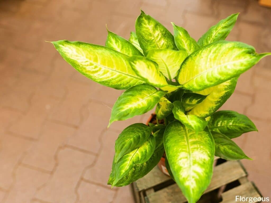 dieffenbachia plant