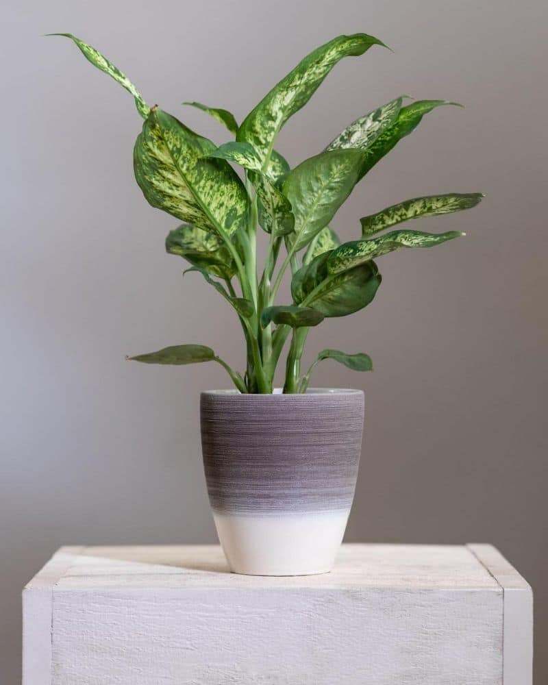 dumb cane plant