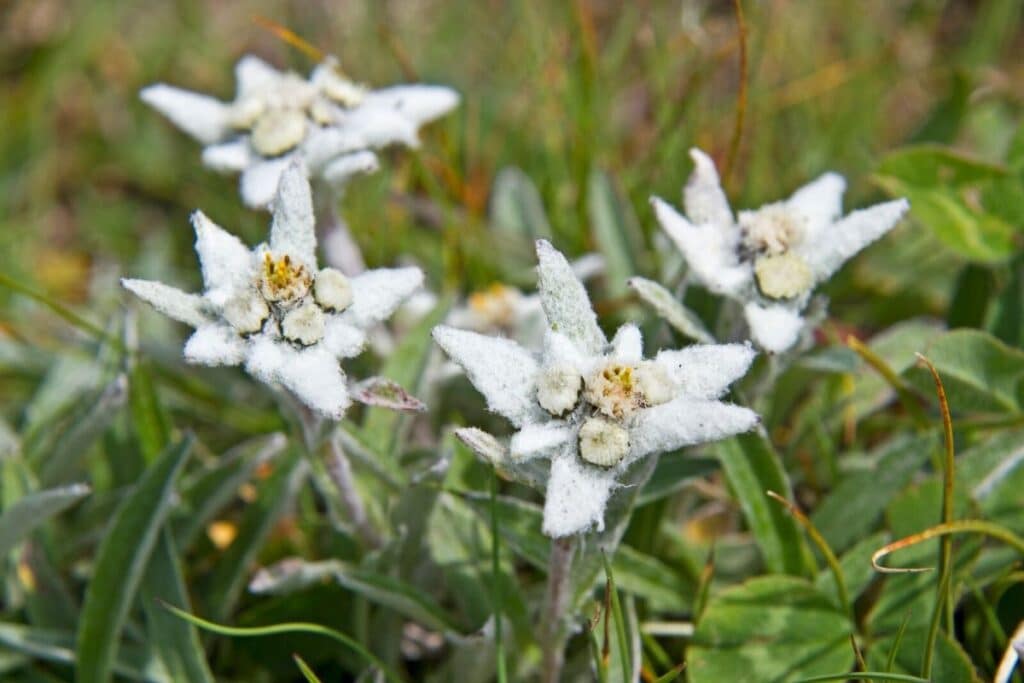 edelweiss flower meaning