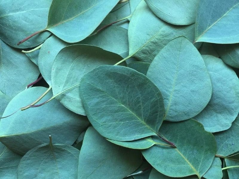 eucalyptus leaves