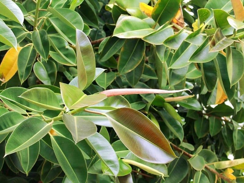 ficus elastica