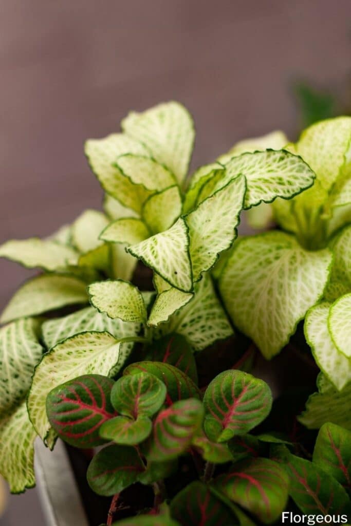 Fittonia argyroneura