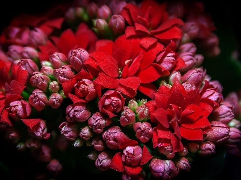 flaming red calandiva flower