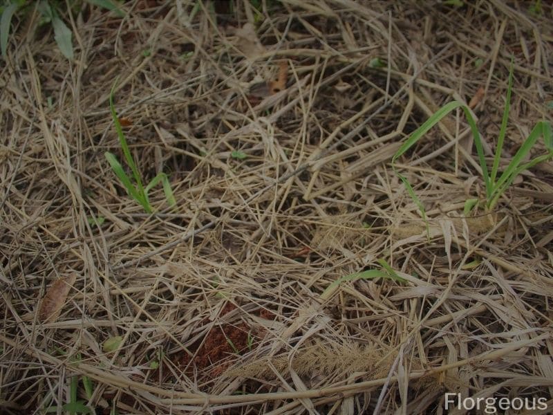 garlic mosquito repellent