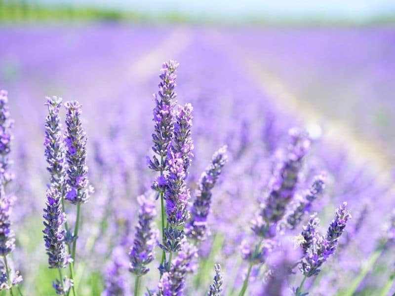 lavender flowers