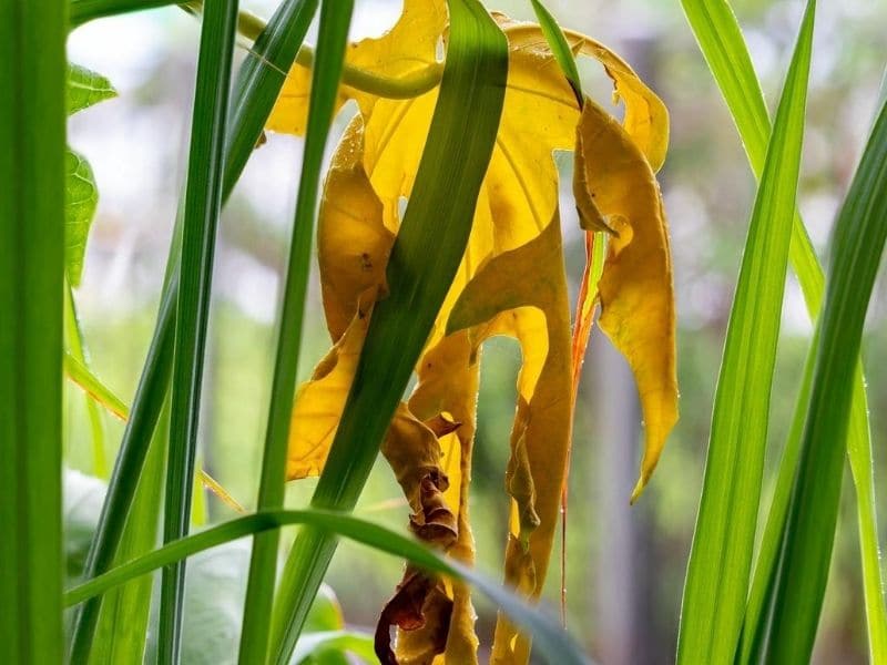 lemongrass leaves