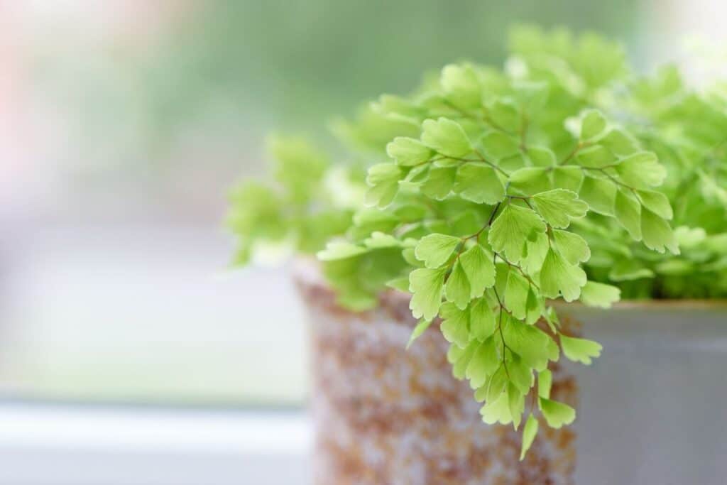 Maidenhair Fern Adiantum Plant How To Grow And Care Florgeous