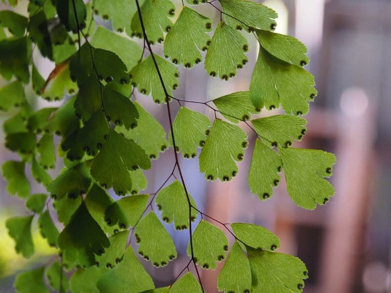 maidenhair fern indoor