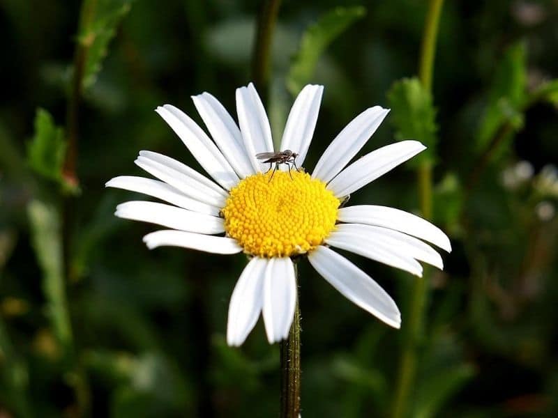 marguerite flower