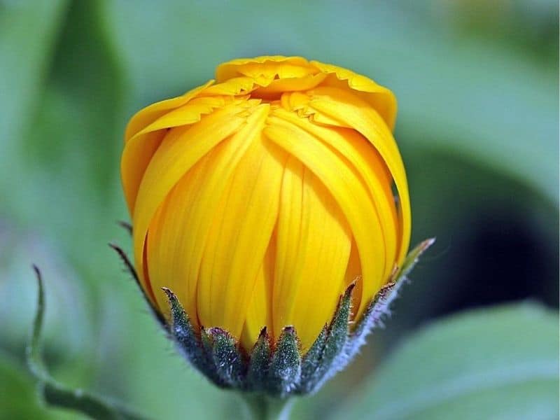 marigold bud