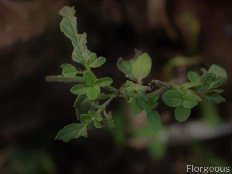 mint repel mosquitoes