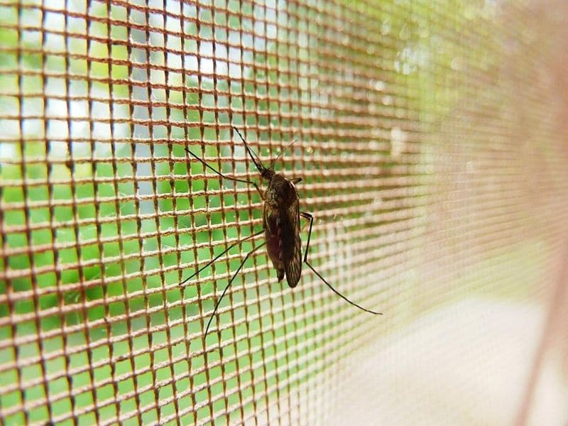 mosquito in a net