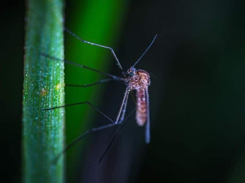 mosquito in a plant stem