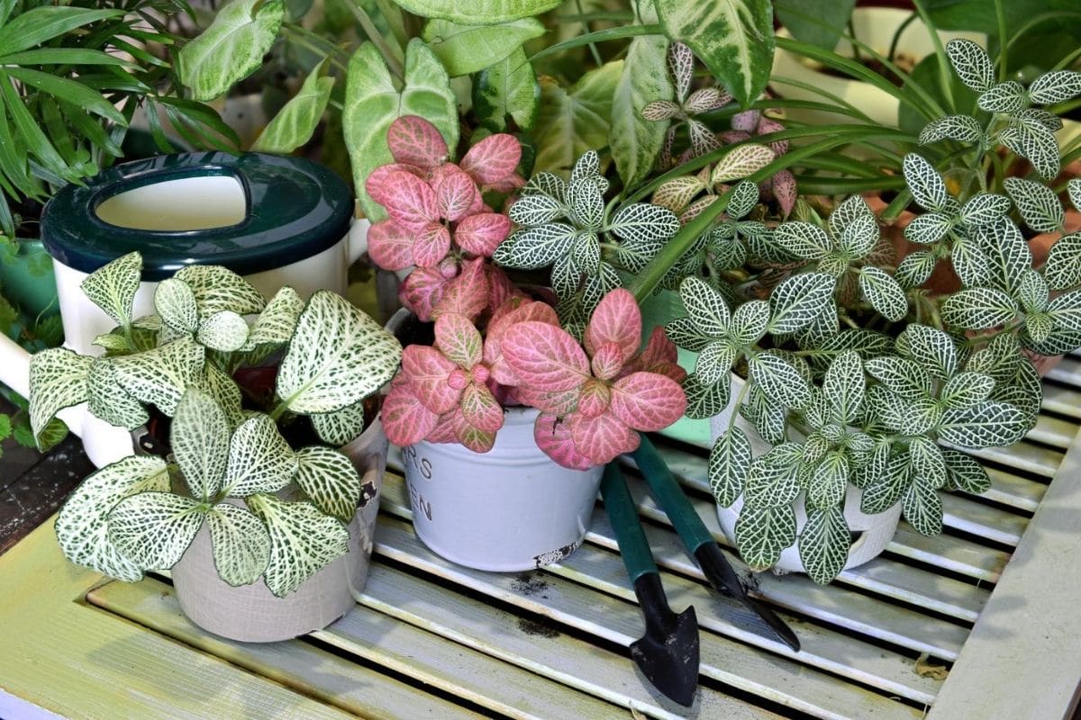 Pink Nerve Plant Fittonia Leather Leaf Plant