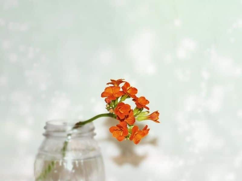 orange kalanchoe flower in a jar