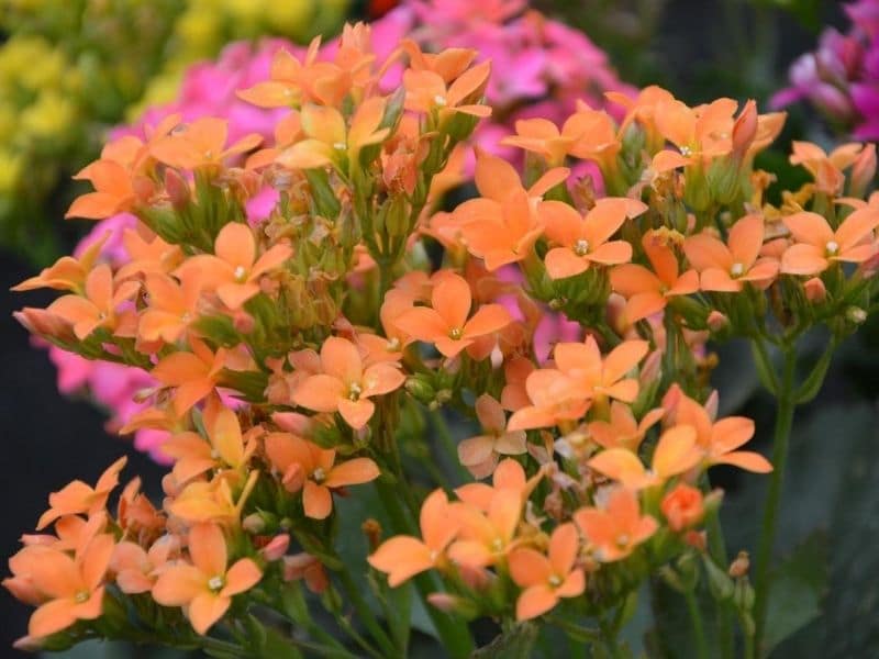 orange kalanchoe flowers