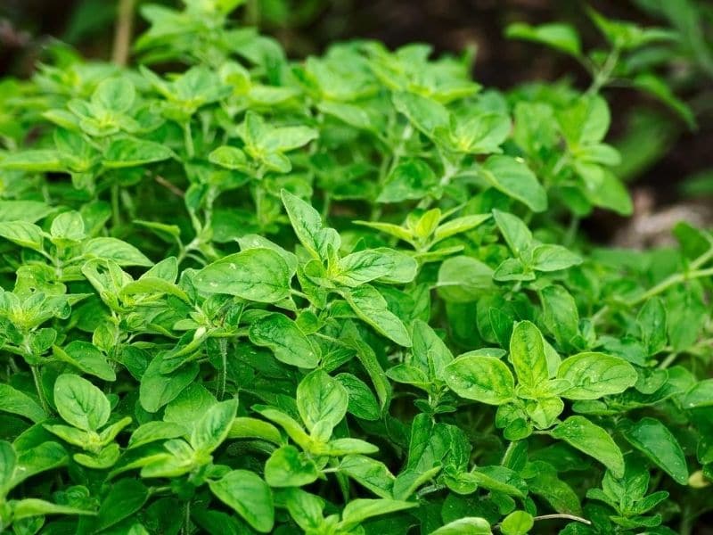 oregano leaves