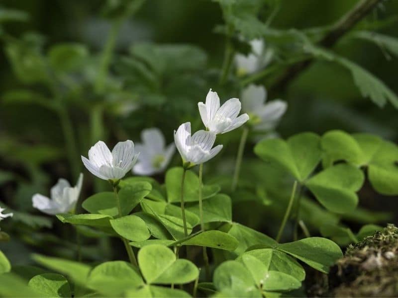 oxalis acetosella