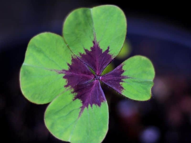 oxalis iron cross