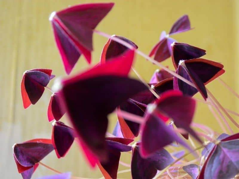 oxalis plant