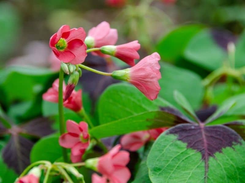 oxalis tetraphylla