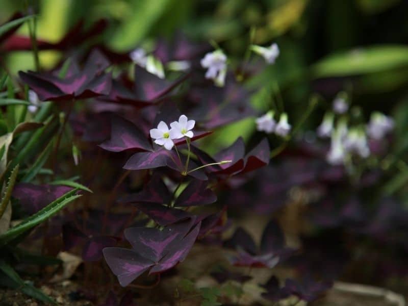 oxalis triangularis flower