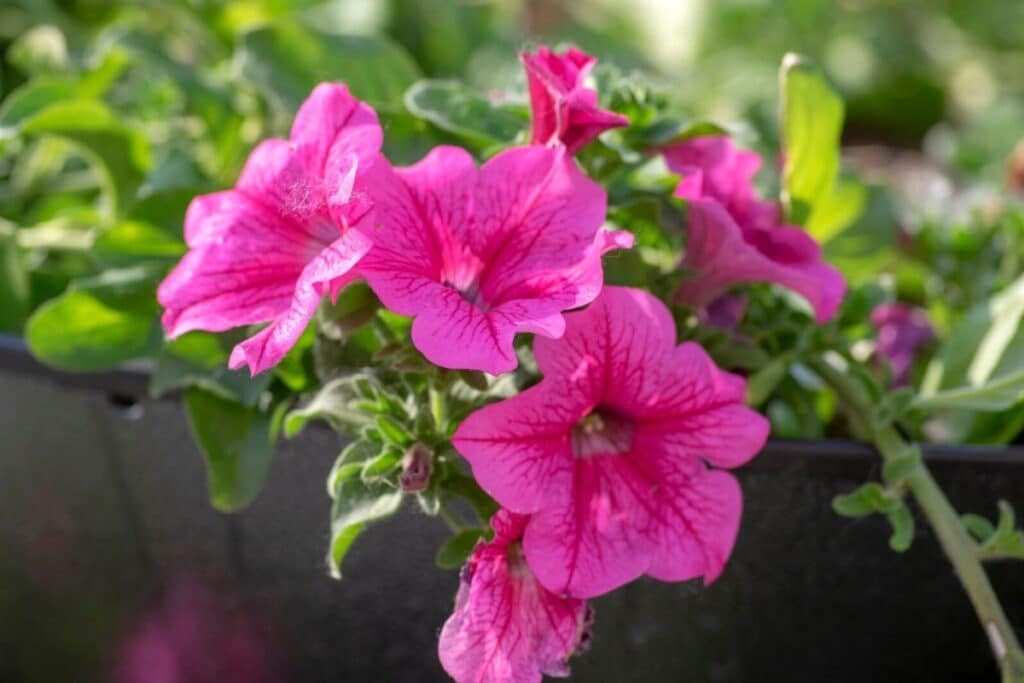 petunia flower meaning