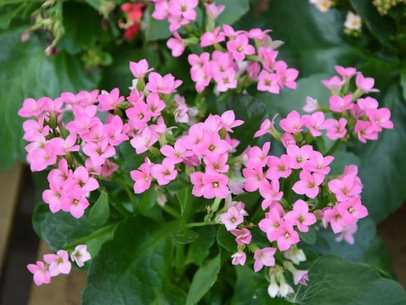 pink kalanchoe flowers