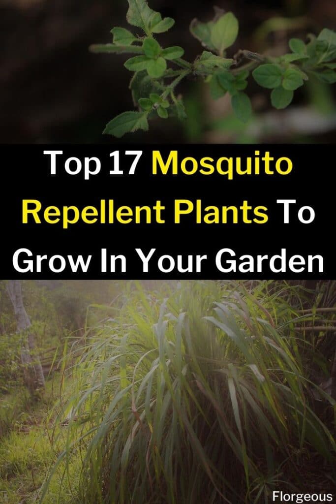 plants that repel mosquitoes