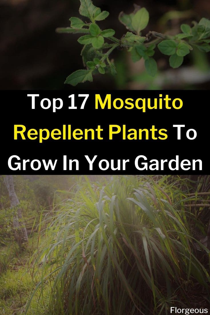 17 Best Mosquito Repellent Plants To Grow In Your House and Garden ...