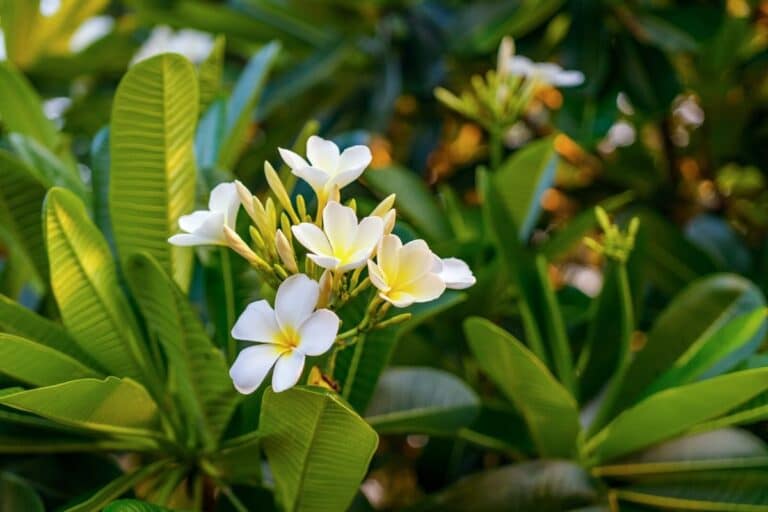 Surprising Plumeria Flower Meaning and Symbolism