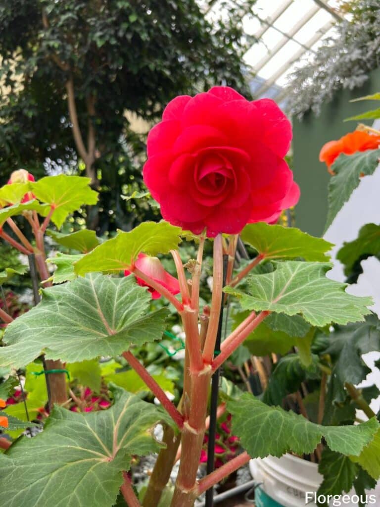 potted begonia