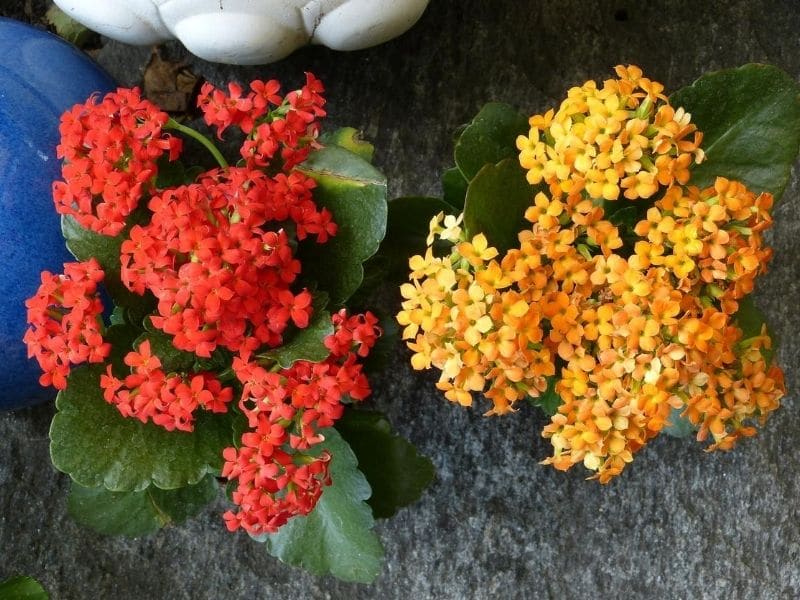 red and yellow kalanchoe flowers