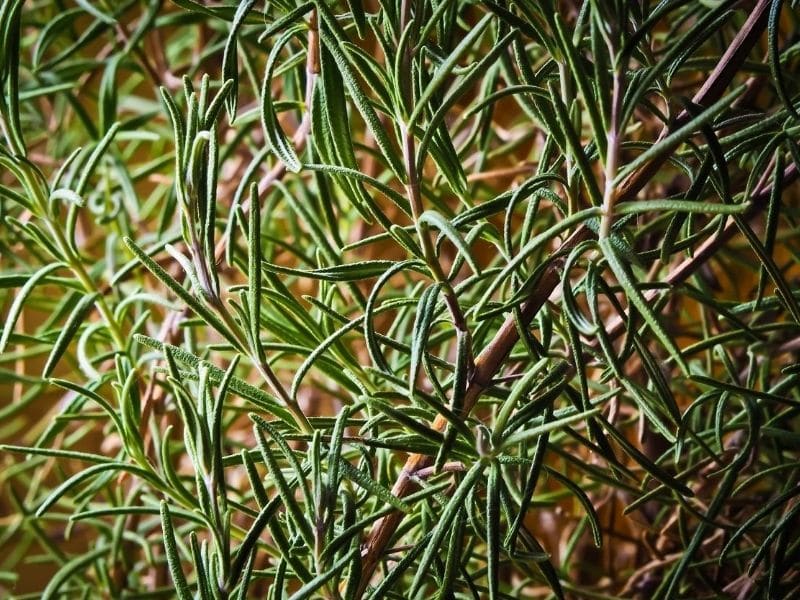 rosemary herb