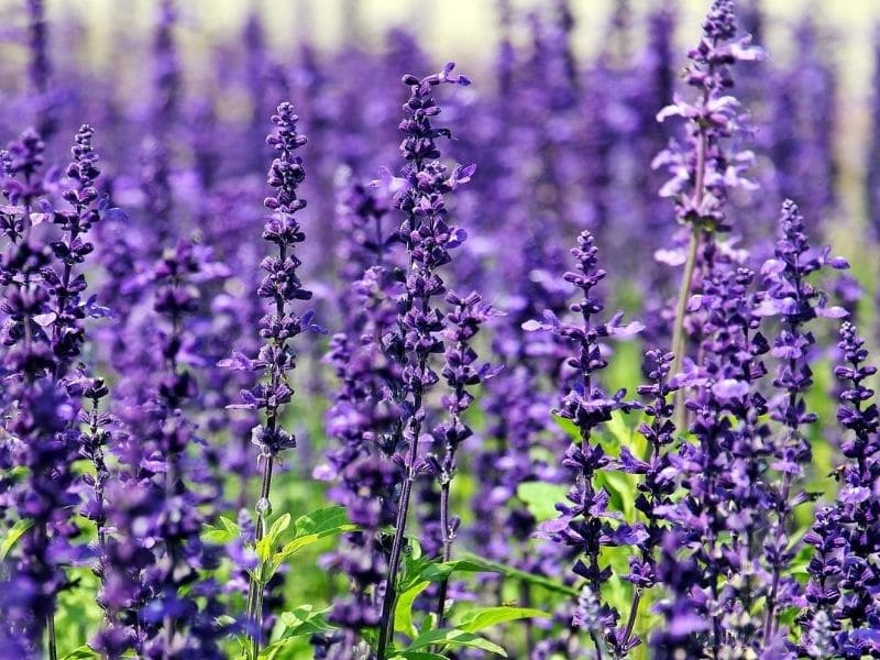 sage flowers