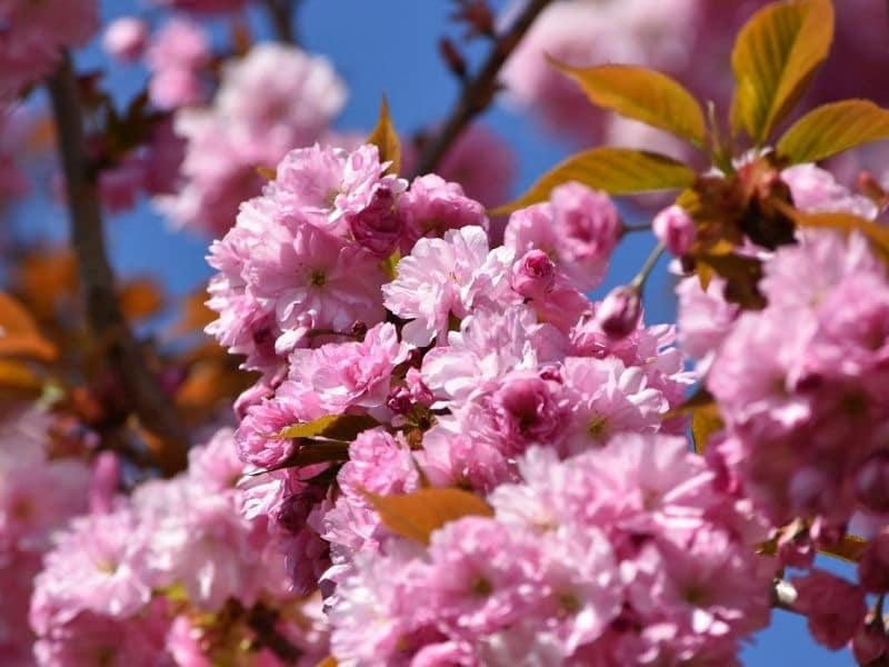 Cherry Blossom Flower Meaning and Symbolism