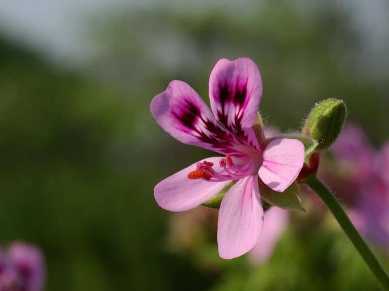 scented geranium