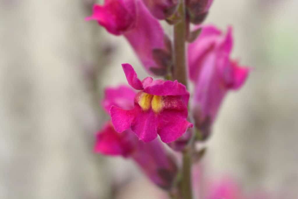 snapdragon flower meaning