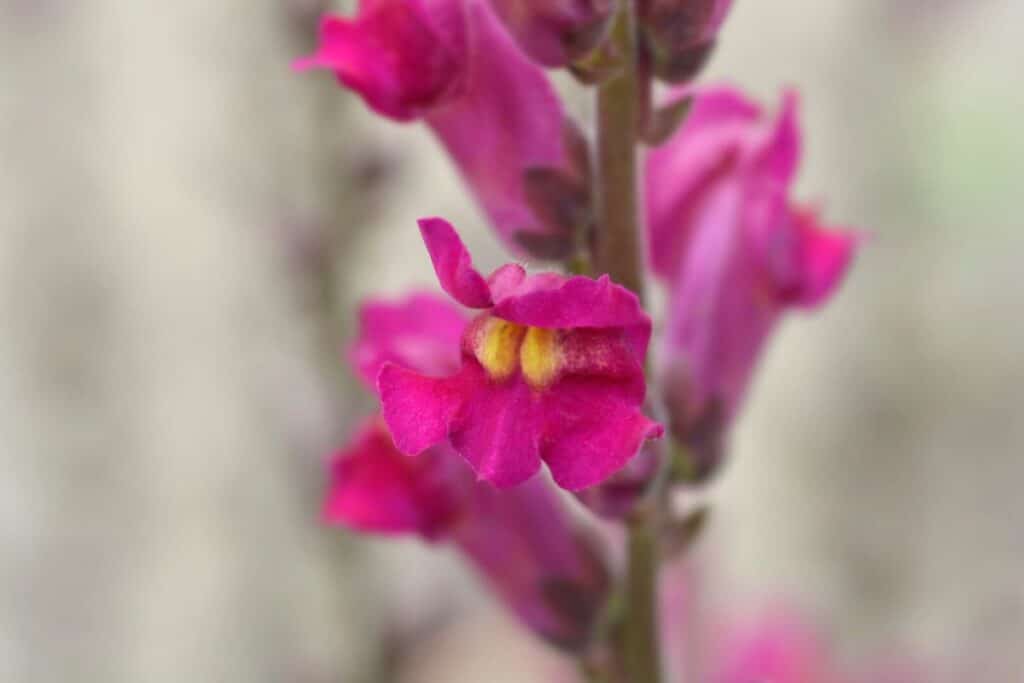 Incredible Meaning And Symbolism Of Snapdragon Flower And Tattoo Florgeous